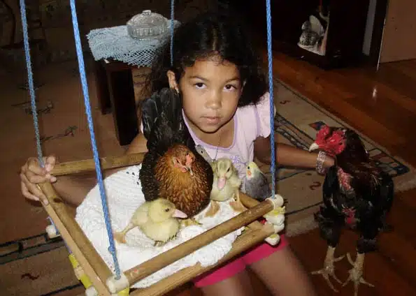 Galinha chocando pintinhos de pato