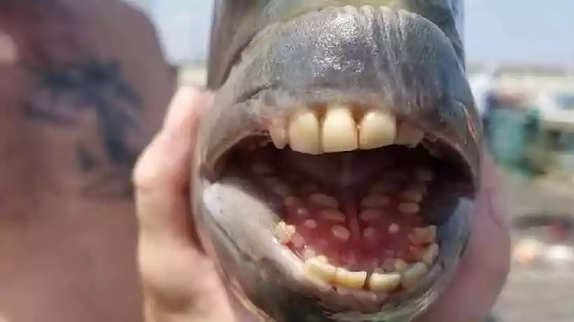 Peixe com dentes humanos encontrado em rio brasileiro