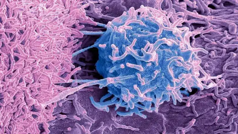 Cientista analisando bactéria que combate células cancerígenas