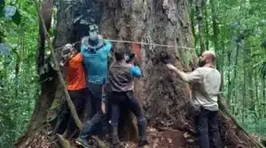 A maior árvore do Brasil, descoberta na Floresta Amazônica