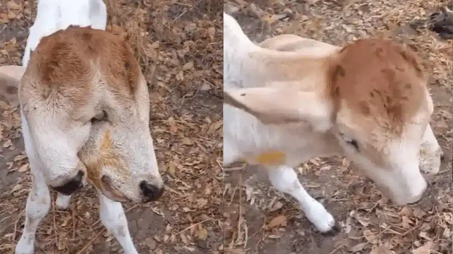 Vaca com duas cabeças recém-nascida em fazenda brasileira