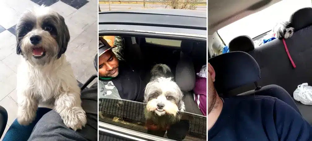 Cão que viajou sozinho por 500 km e voltou para casa