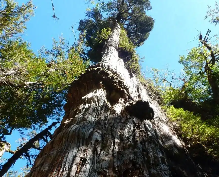 Árvore mais antiga do mundo encontrada na América do Sul